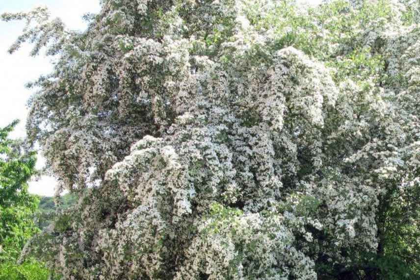 buisson d'Aubepine en fleurs