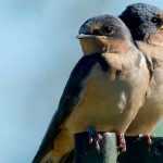 Oiseaux du jardin : les hirondelles