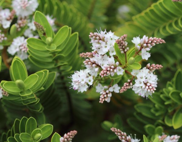Quand et comment tailler une véronique arbustive ?