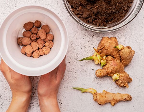 Planter du gingembre : comment faire pousser du gingembre facilement
