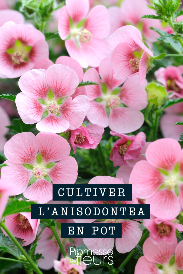 Culture Mauve du Cap en pot