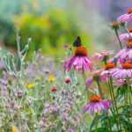 Comment réensauvager son jardin ?