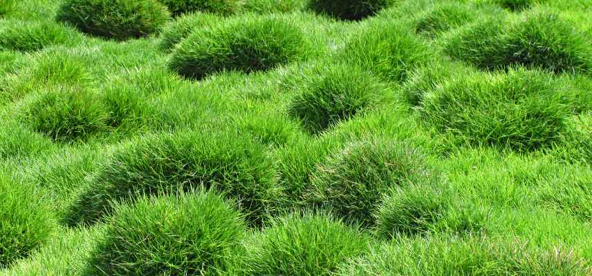 alternative gazon Zoysia tenuifolia, gazon des mascareignes