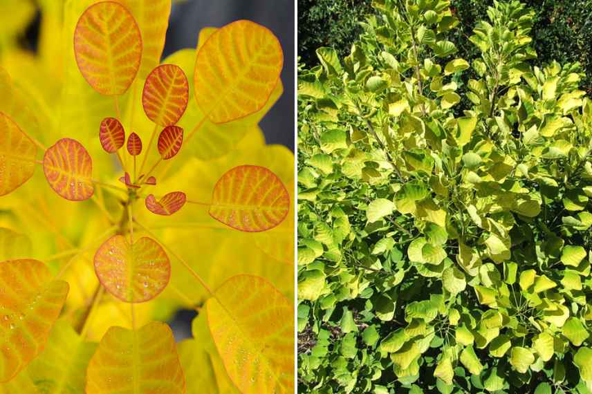 Cotinus choisir guide d achat