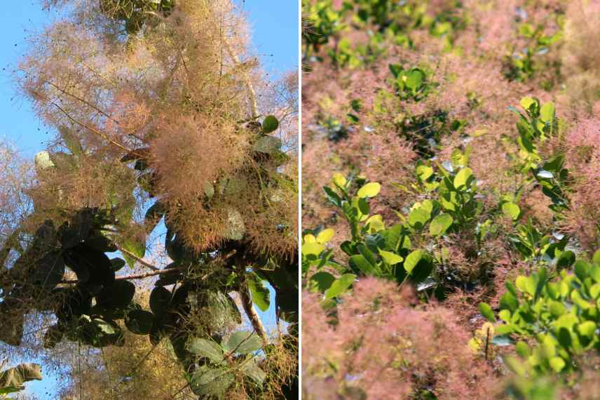 Cotinus choisir guide d achat