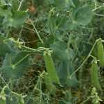 Semis de petits pois : réussir la culture du semis à la récolte au potager