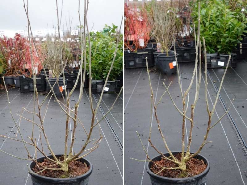 Comment tailler un Hibiscus ou Althea