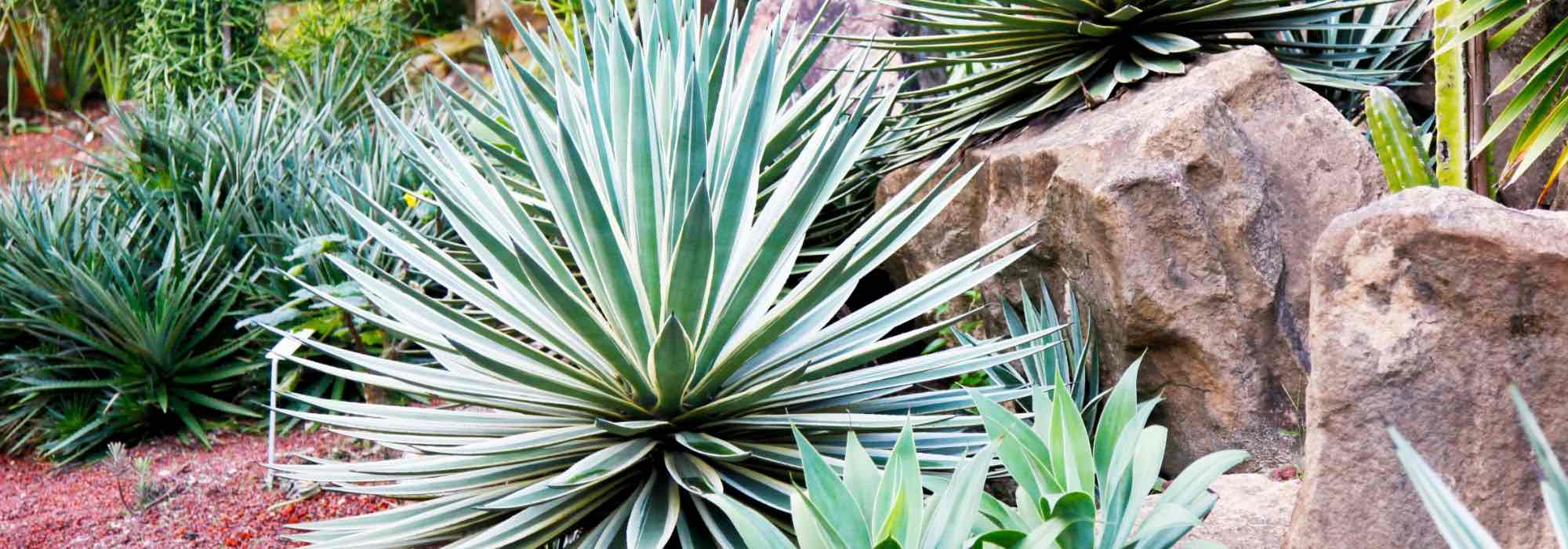 Agaves, yuccas et cactées : des plantes exotiques pour un jardin unique !