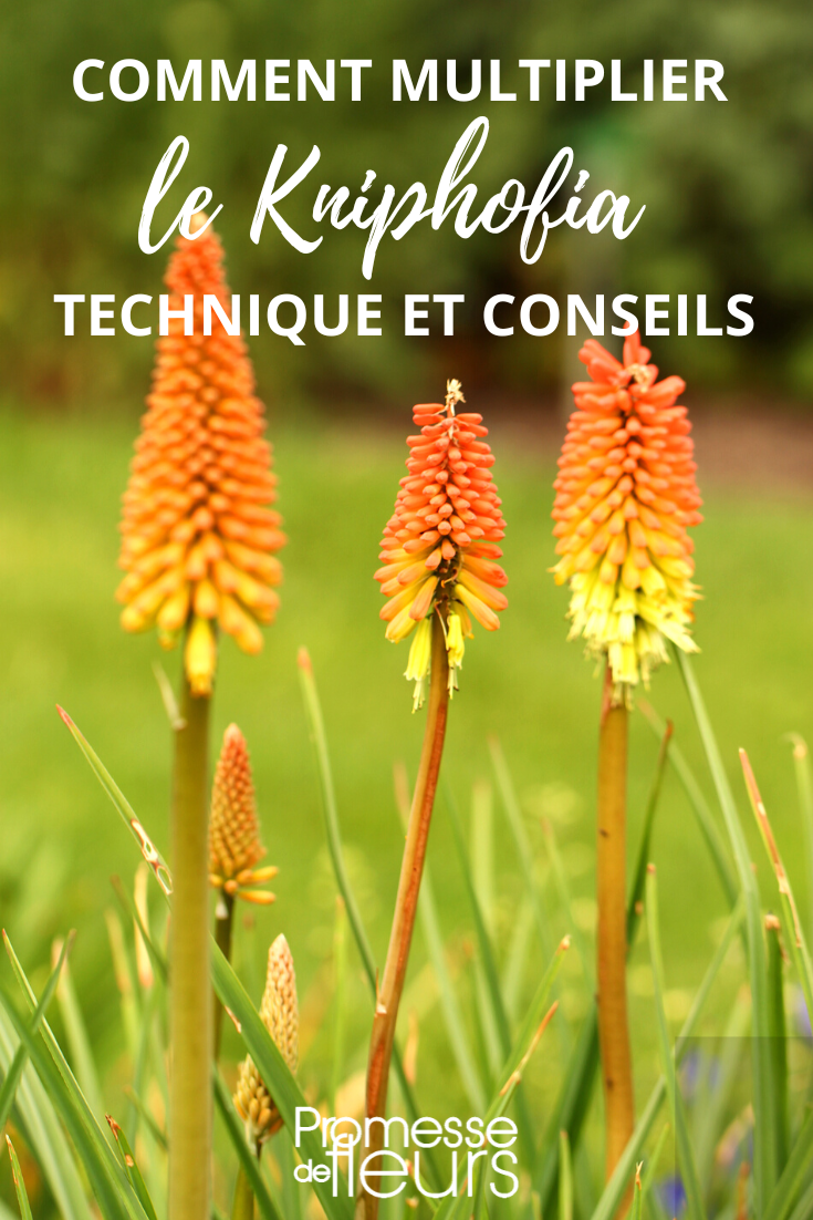 Divisier et semer Kniphofia, Tisan de satan