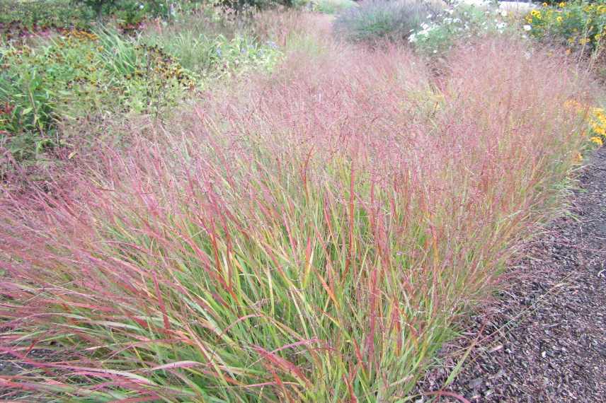 Panicum varietes, Panic erige eleve, comment choisir un panicum