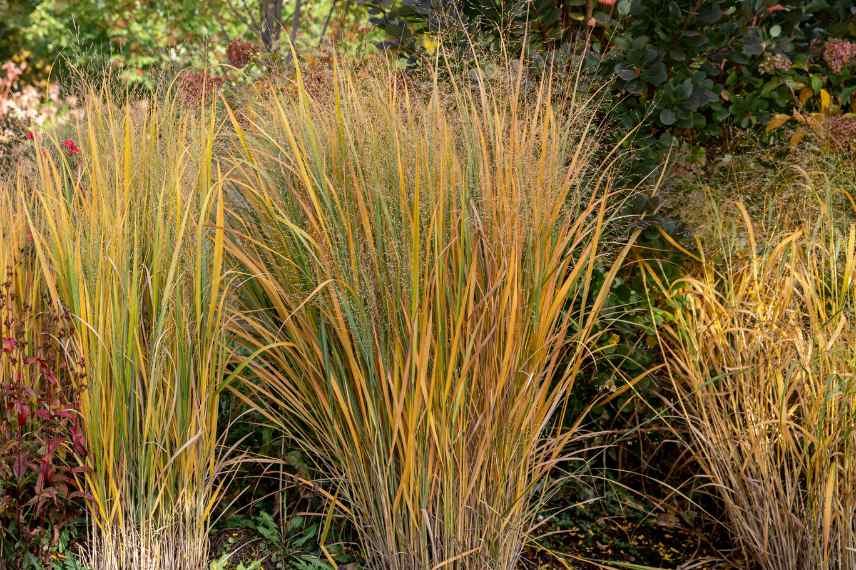 Panicum varietes, Panic erige eleve, comment choisir un panicum