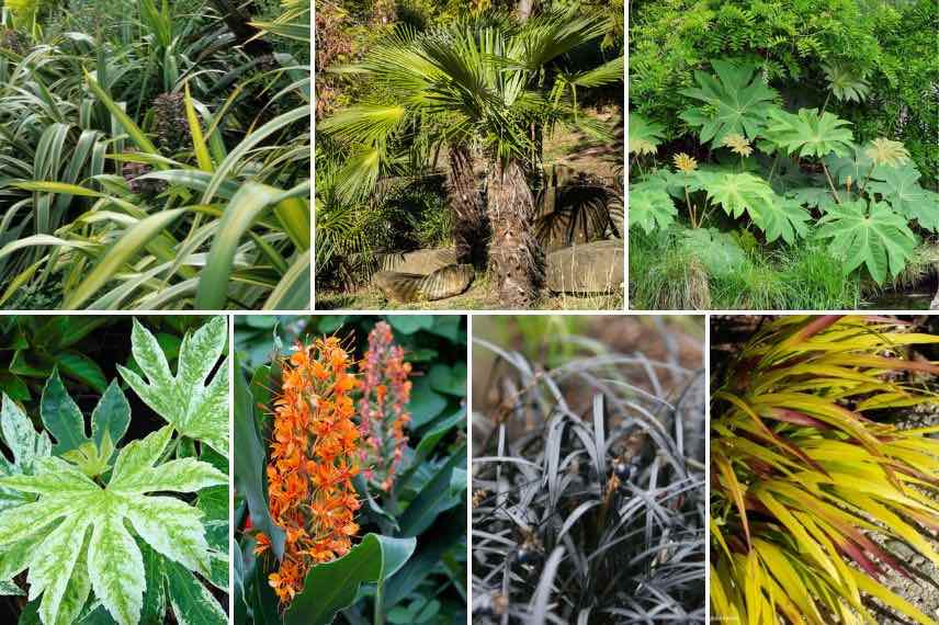 Lin de Nouvelle Zelande