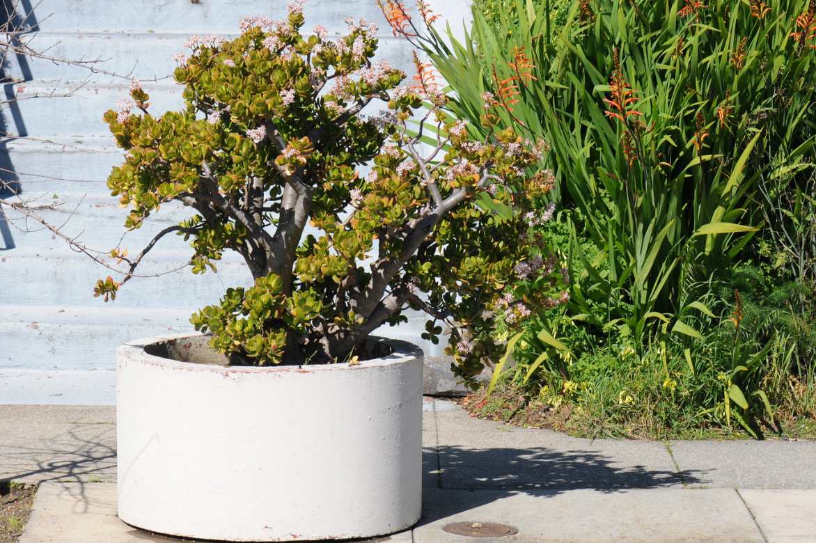 Crassula planter entretenir cultiver, genre crassula