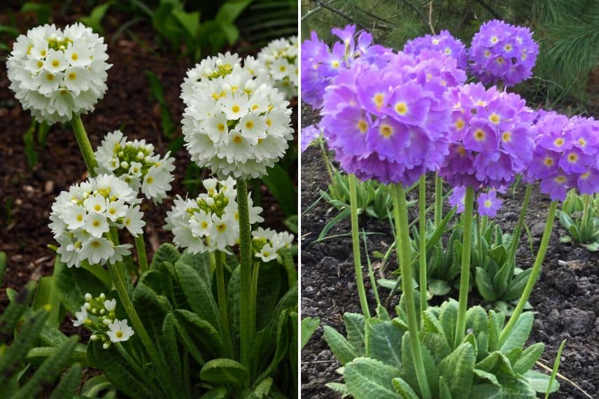 primevère boule - Primula denticulata alba et Cashmiriana