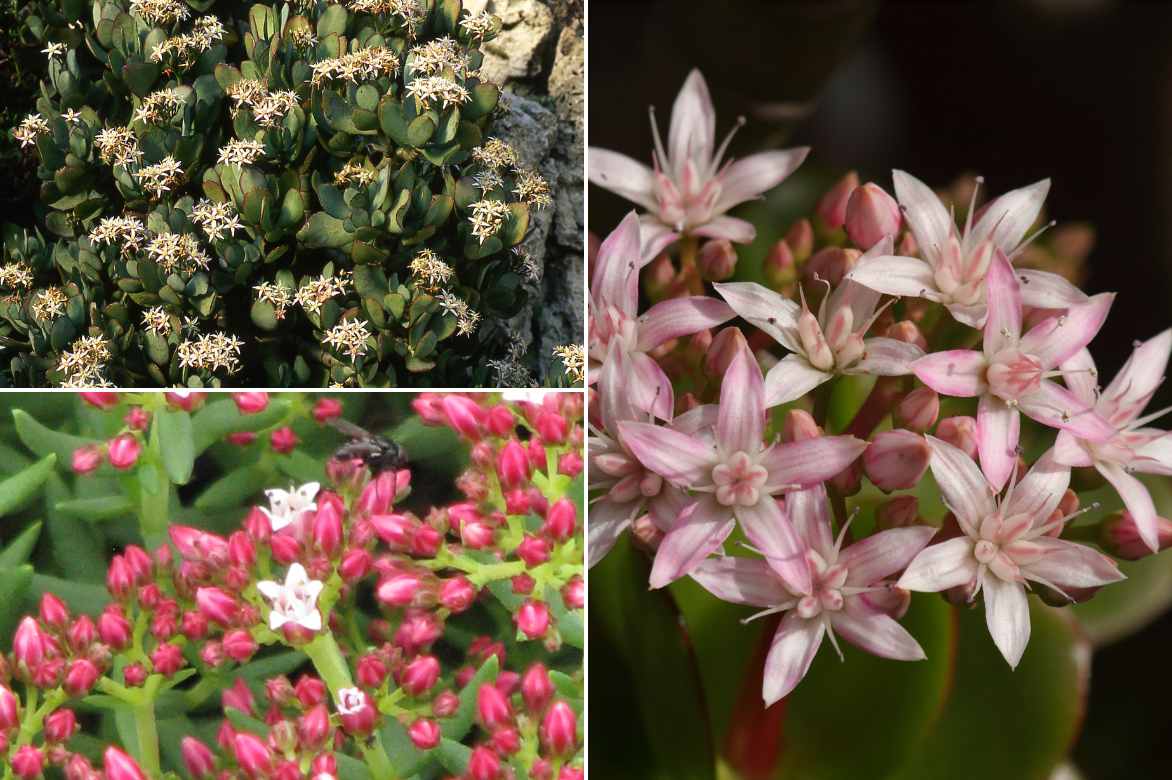 Crassula planter entretenir cultiver, genre crassula