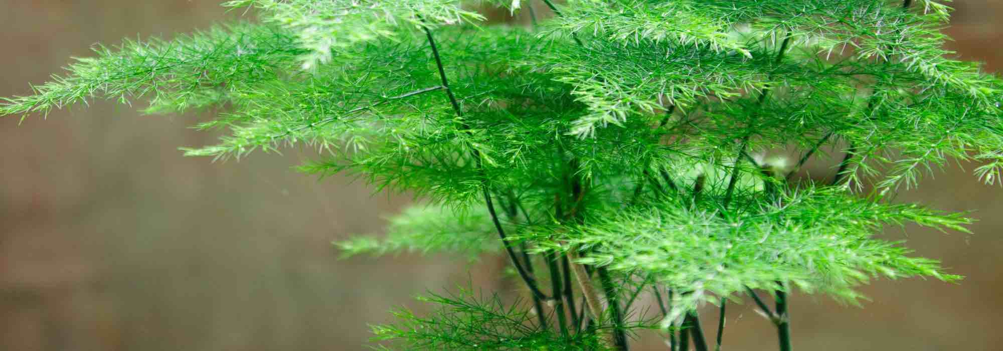 Les plantes d'intérieur les plus faciles à cultiver