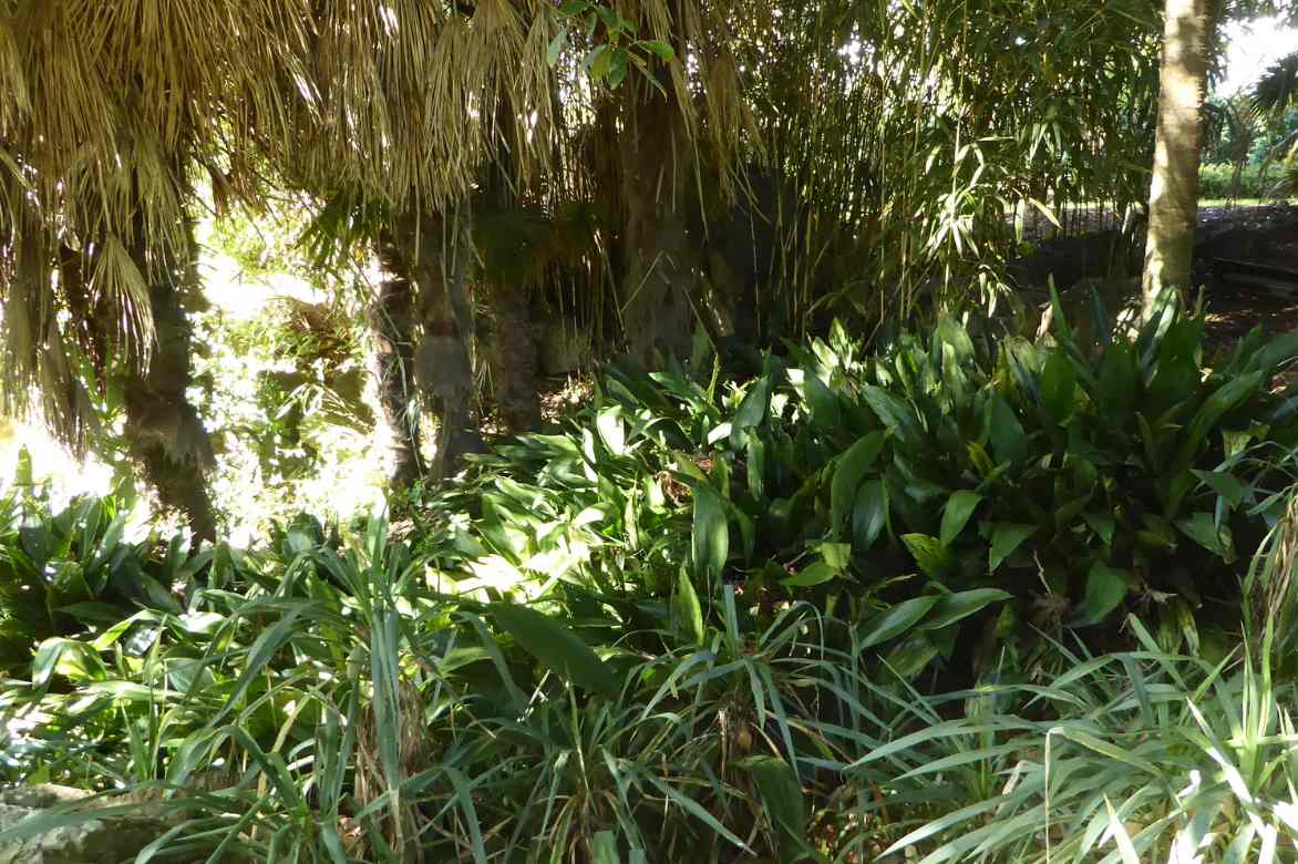 Aspidistra culture entretien, plante de fer, langue de belle mere, plante ombre seche