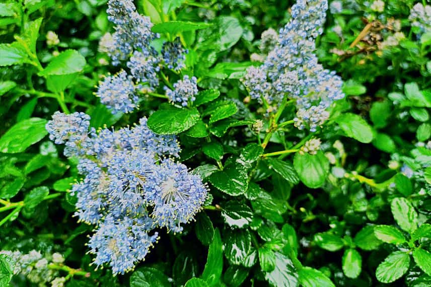 Céanothe prostratus - Céanothe prostré