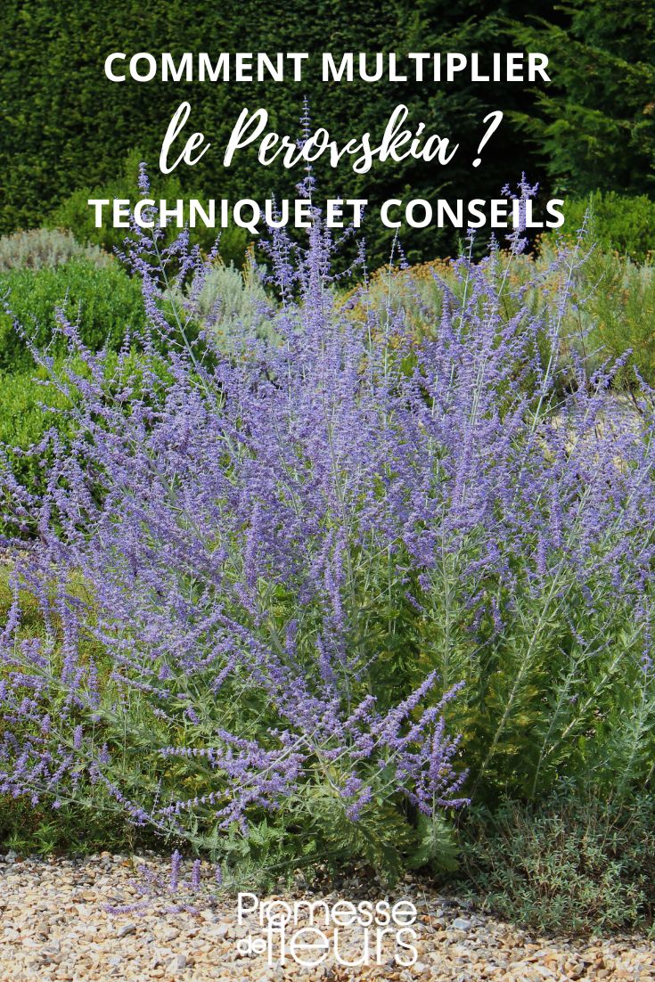 bouturer semer perovskia