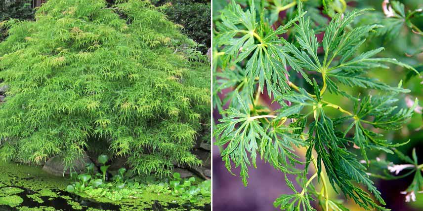 Erables du Japon à feuilles vertes : les plus belles variétés