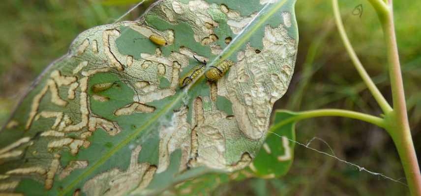 eucalyptus maladies parasites, ,eucalyptus feuilles tachees, eucalyptus feuilles seches jaunes rouges marron