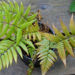 Cultiver une fougère en pot