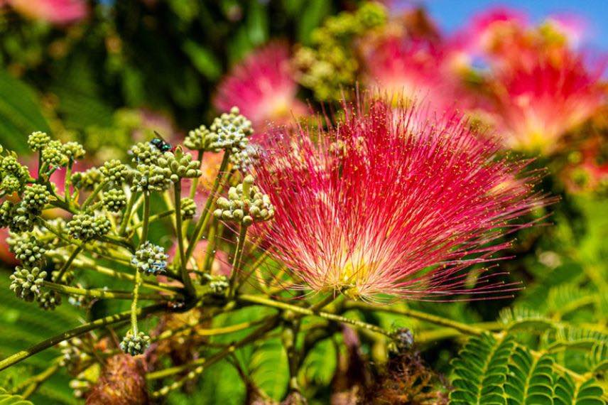 Albizia Rouge de Tuiliere