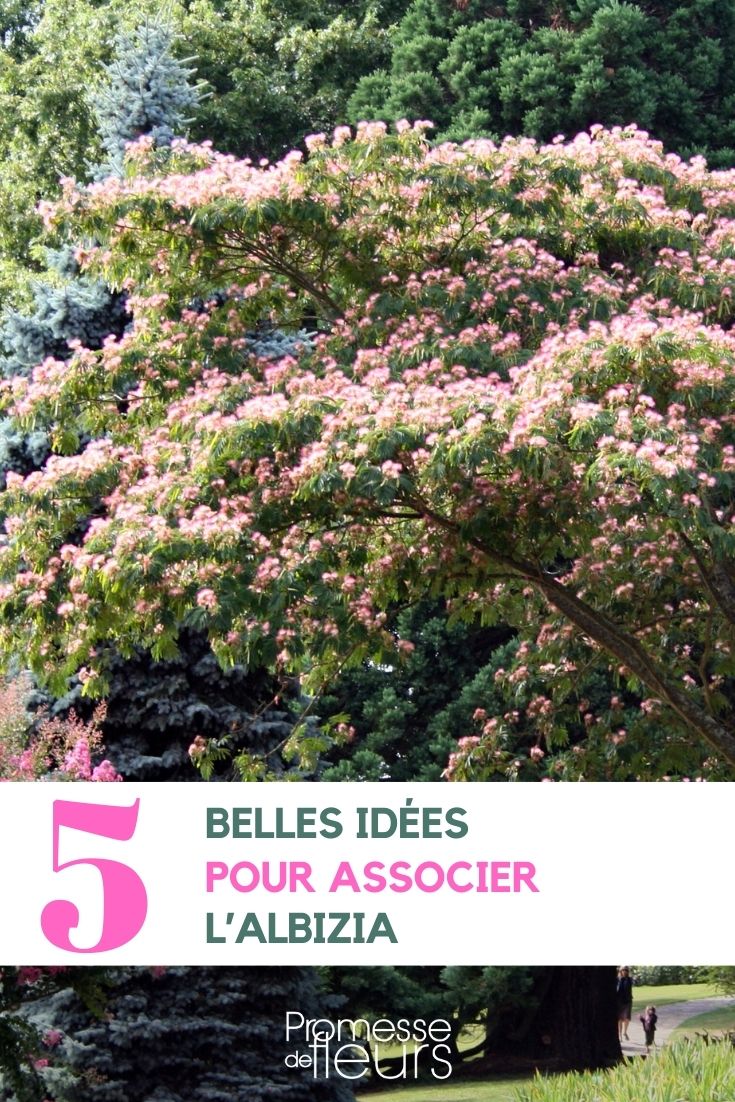 Associations Albizia au jardin