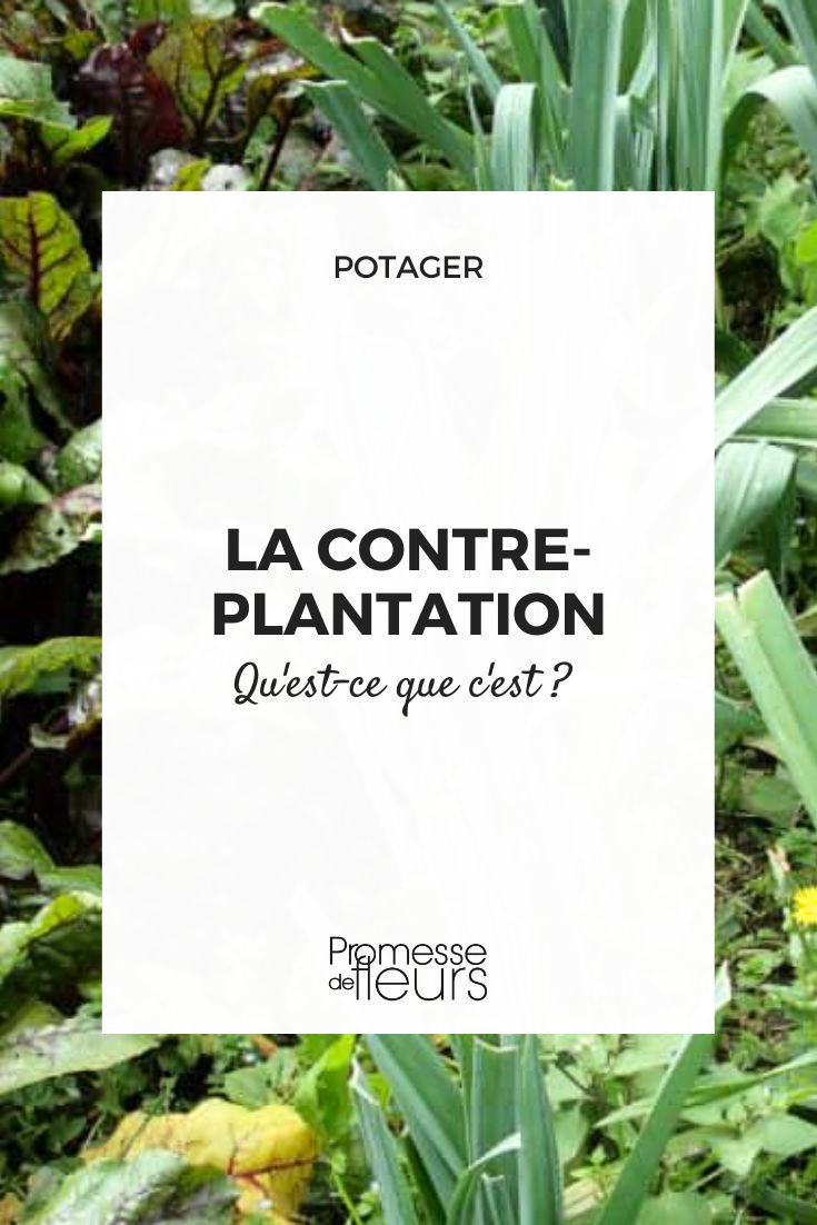 contre-plantation potager