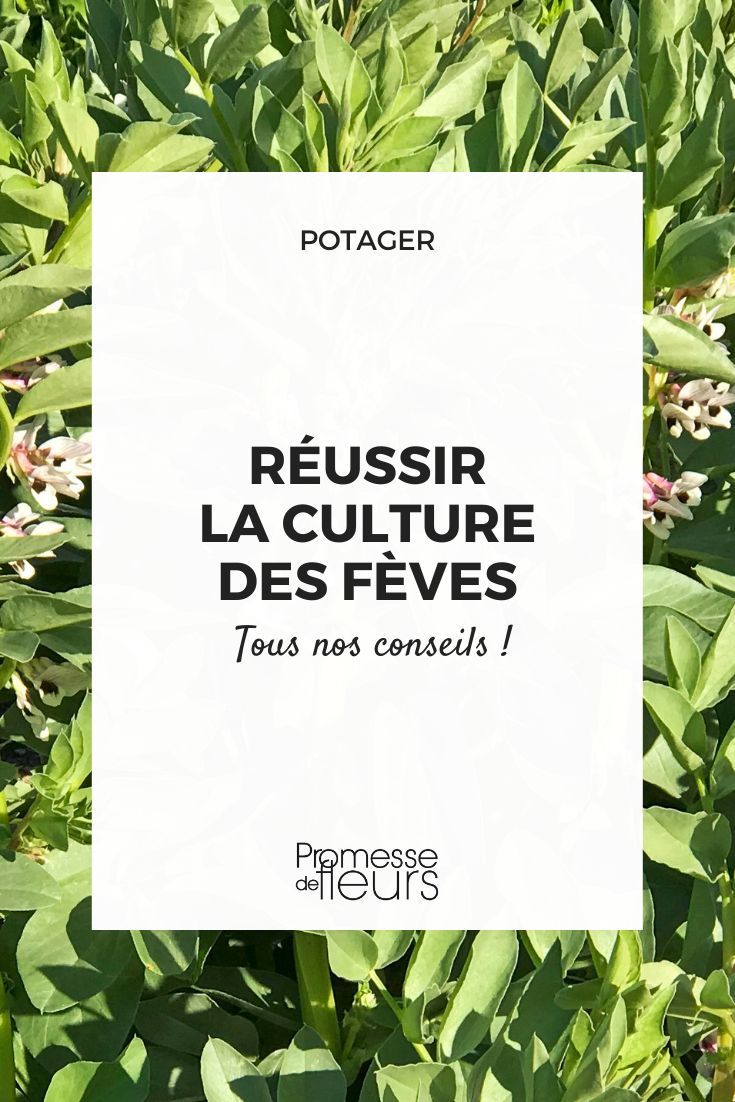 cultiver semer fève