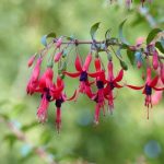 Comment tailler un Fuchsia ?