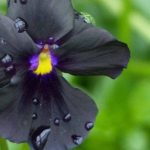 5 fleurs précieuses à floraison estivale