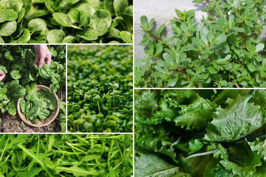 légumes cultivés été