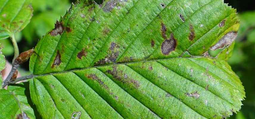 maladies et parasites du charme, carpinus belulus maladies champignons