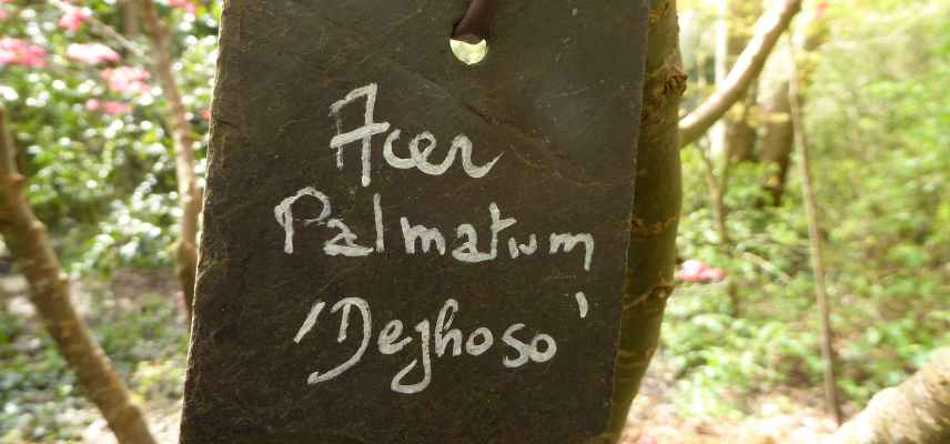 comprendre les règles et nomenclature botaniques