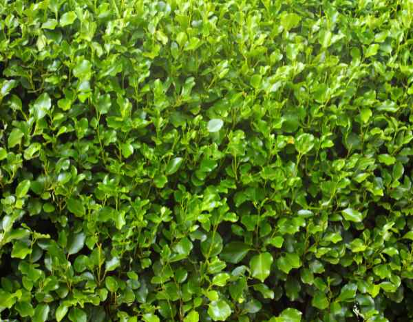 Comment bouturer le Griselinia ?
