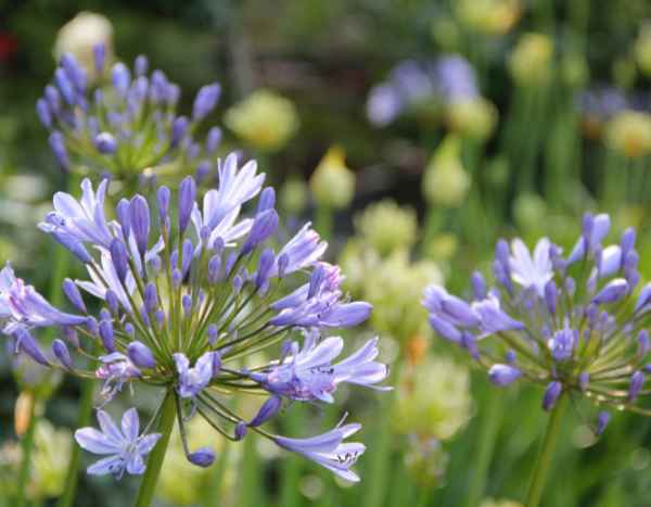 Les agapanthes sont-elles menacées ?