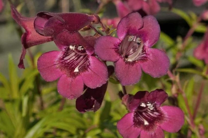 penstemon blackbird