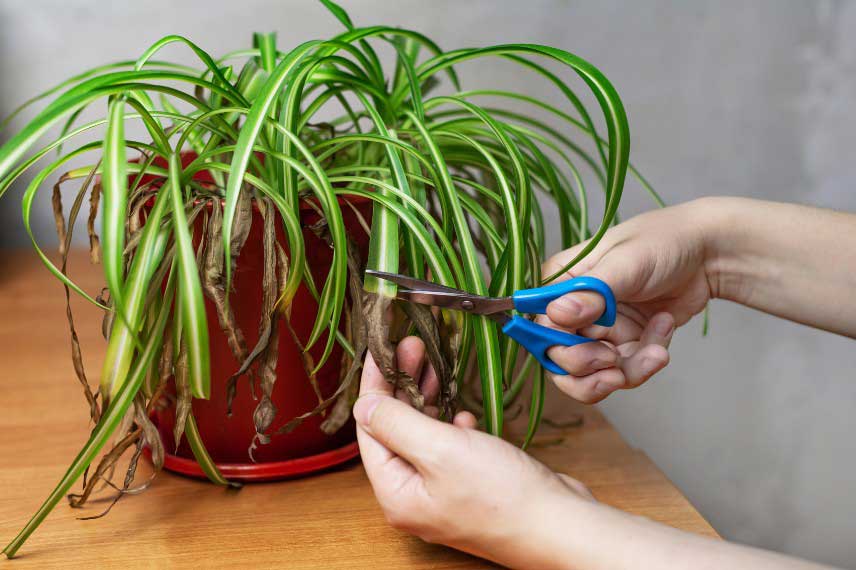 Chlorophytum avec des feuilles marrons, sèches