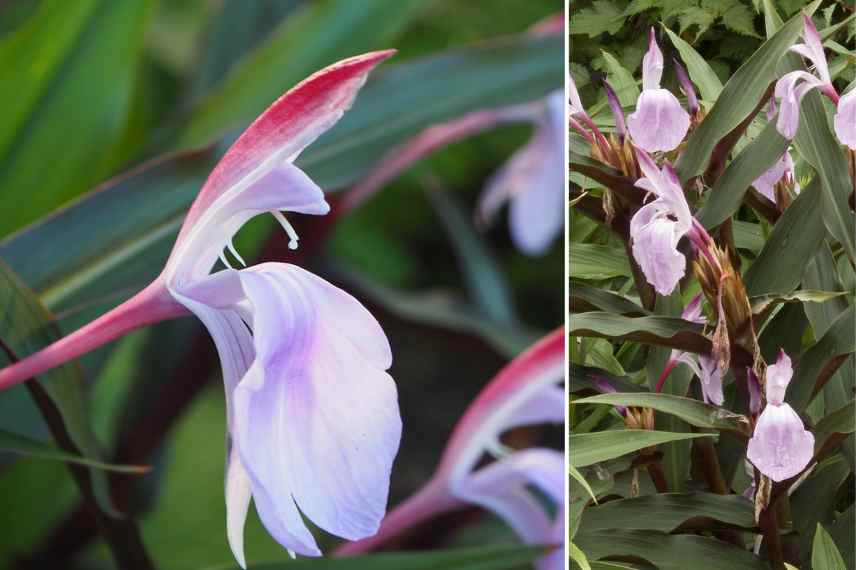 plantes exotiques pour l ombre, vegetaux exotiques ombre ombrage, jardin exotique ombrage ombre, meilleurs plantes exotiques pour l ombre