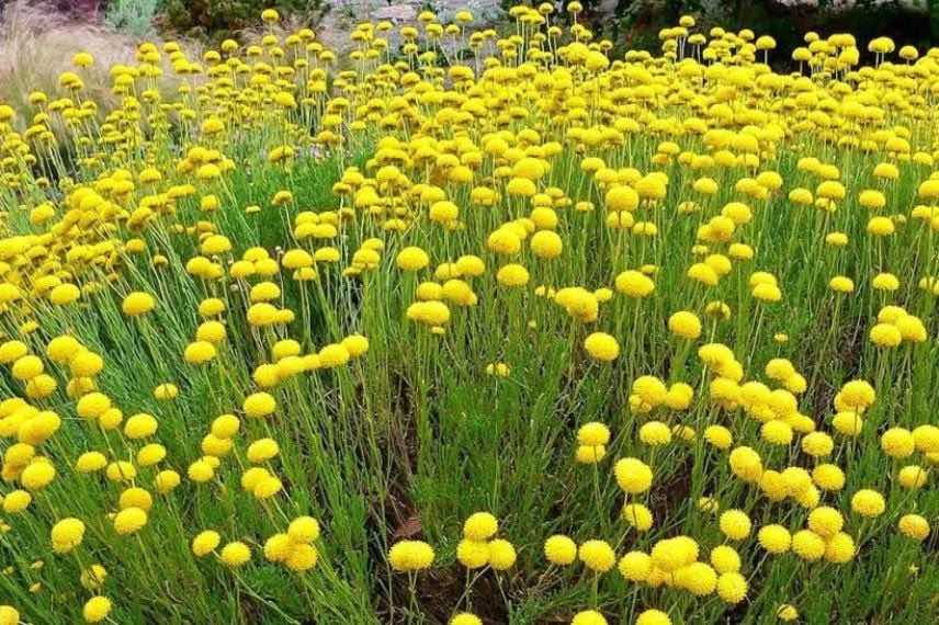 vivaces méditerranéennes