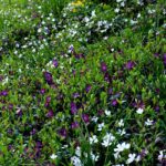 7 vivaces idéales pour végétaliser un talus