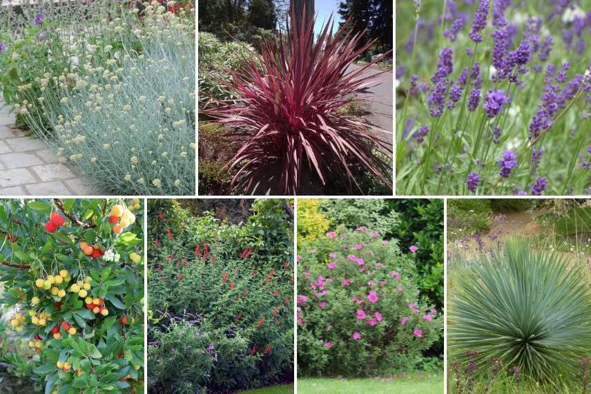 arbustes méditerranéens