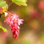5 idées pour associer Groseillier à fleurs