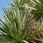 Comment bouturer la cordyline ?
