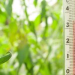 Comment maîtriser la chaleur dans votre serre en été ?