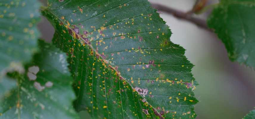 maladies et parasites du charme, carpinus belulus maladies champignons