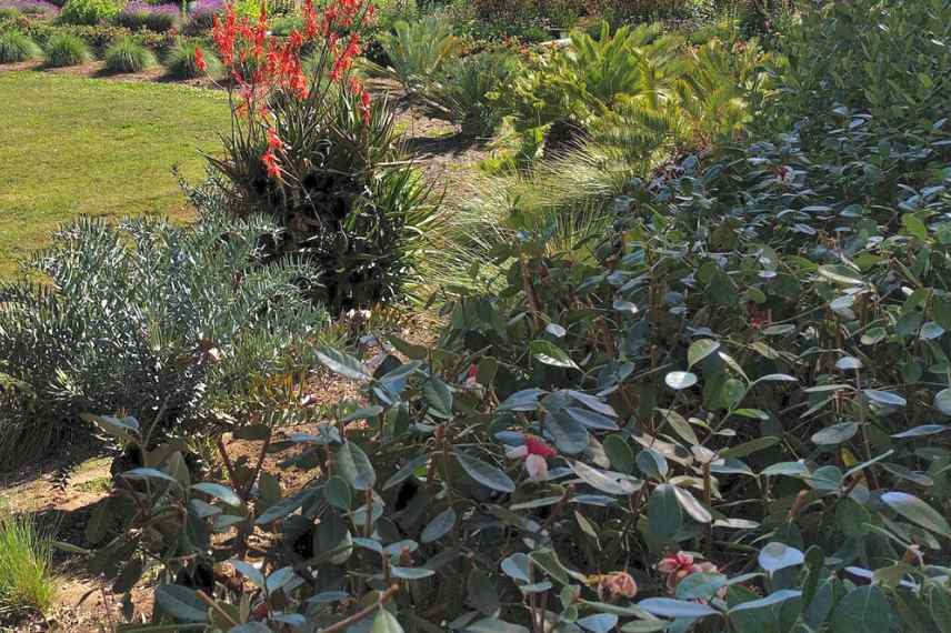 choisir un fejoa, meilleures varietes feijoa goyavier