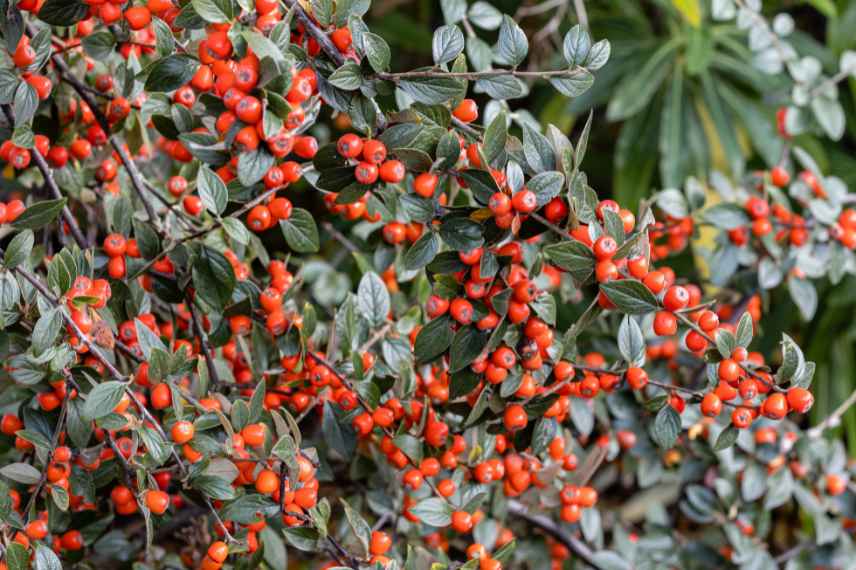 arbuste persistant pour haie, Cotoneaster pour haie, variete cotoneaster haie