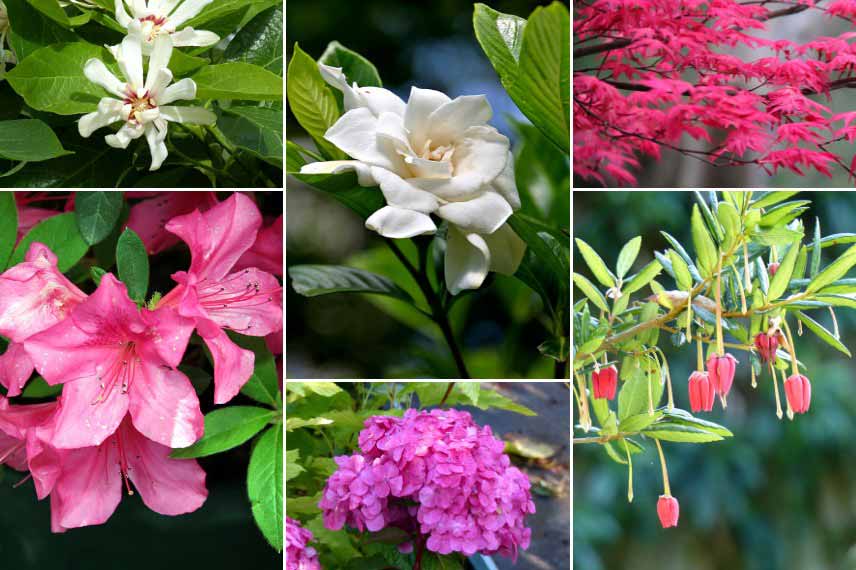 Inspiration pour associer le Gardenia : avec des arbustes de terre de bruyère